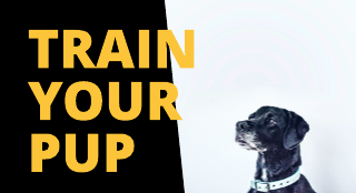 Black and Yellow Dog Training Youtube Channel Art Template