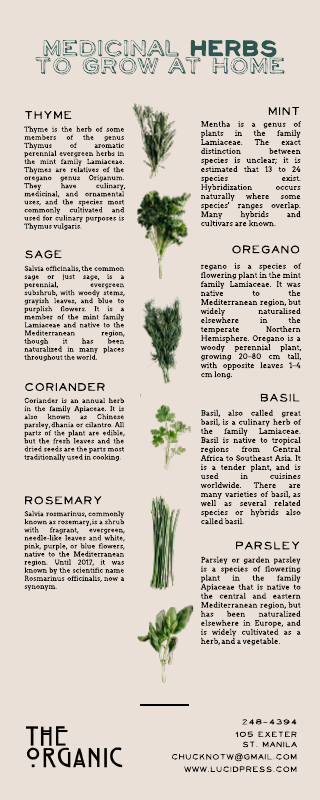 Herbs Infographic Template